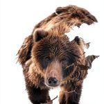 Terror Bay Publishing Bear Biology Book Kindle Edition-0