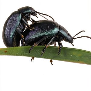 Nature Wildlife Photography Kindle Book English Language-0