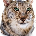 Bloomsbury Natural History Cat Biology Book Kindle Edition-0