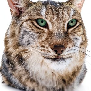 Bloomsbury Natural History Cat Biology Book Kindle Edition-0