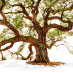 Abrams Trees Book Kindle Edition Botany Photography-0