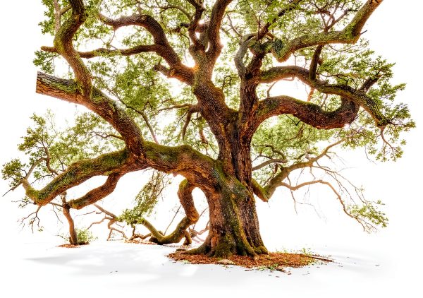 Abrams Trees Book Kindle Edition Botany Photography-0