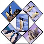 Kindle eBook Ornithology Nature Photography English Language-0