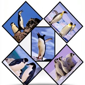 Kindle eBook Ornithology Nature Photography English Language-0