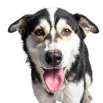 Ecco Dog Training Kindle Book Nature Photography Breeds-0