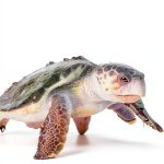 Baby Professor Reptiles Amphibians Biology Kindle Book Kids-0