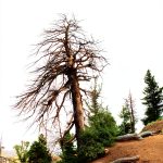 Nature Photography eBook English Self Help Affirmations-0