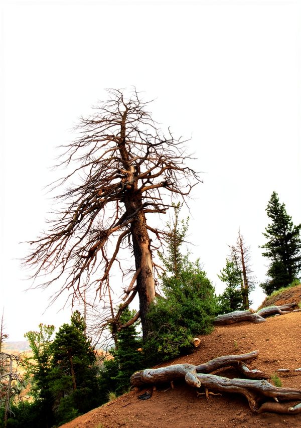 Nature Photography eBook English Self Help Affirmations-0