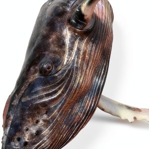 Abrams Underwater Photography Book English Kindle Edition-0