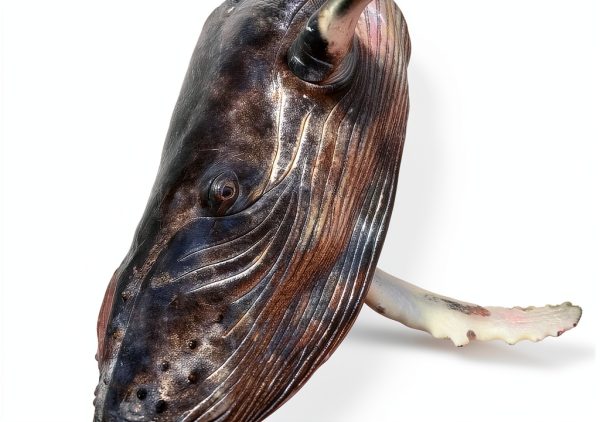 Abrams Underwater Photography Book English Kindle Edition-0